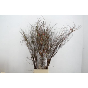 CHAENOMELES SUPERBA PINK 150CM