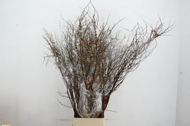 <h4>CHAENOMELES SUPERBA PINK 150CM</h4>