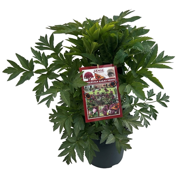<h4>Angelica gigas (Knop in aanleg)</h4>