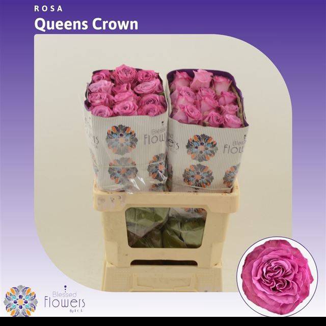 <h4>R GR QUEENS CROWN</h4>