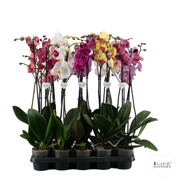 <h4>Phalaenopsis mix - 2 tak 80cm</h4>