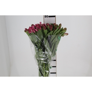 ALSTROEMERIA JUMBO 080 CM ROSA