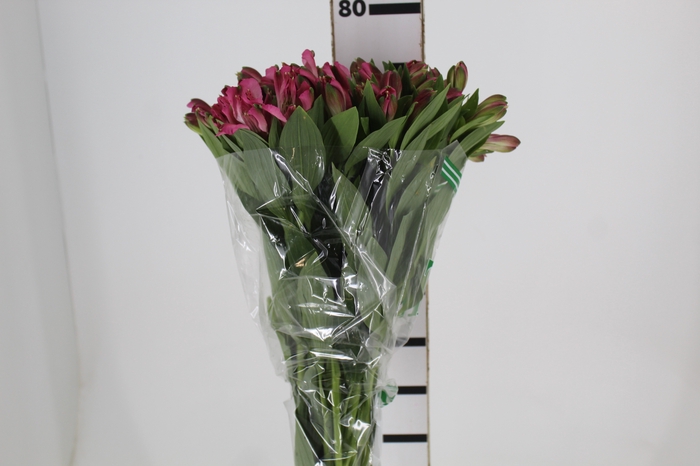 <h4>ALSTROEMERIA JUMBO 080 CM ROSA</h4>