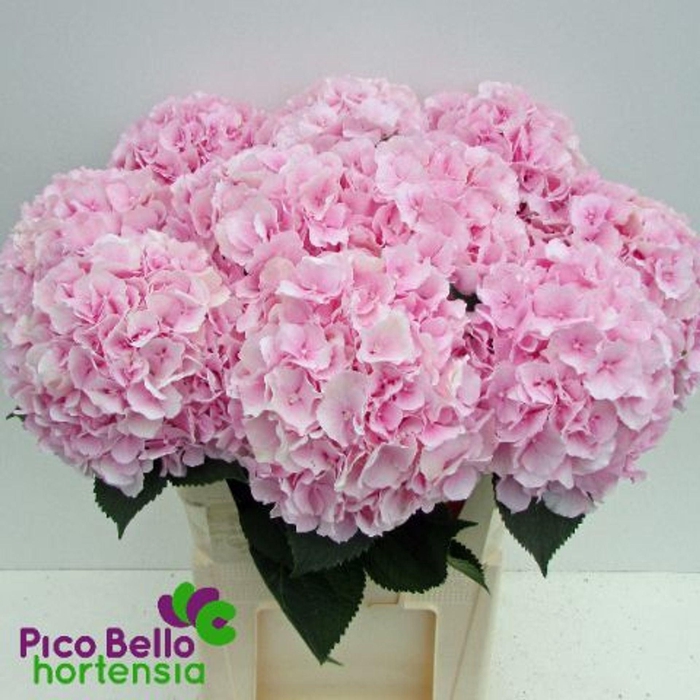 <h4>HYDRANGEA  'VERENA'</h4>