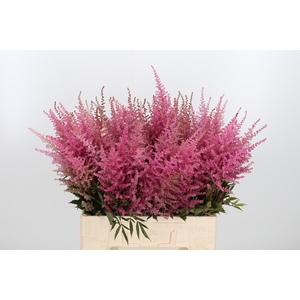 Astil Ar Cattleya 60 Cm