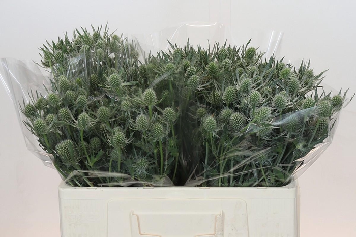 <h4>Eryngium Silver Dynamite</h4>