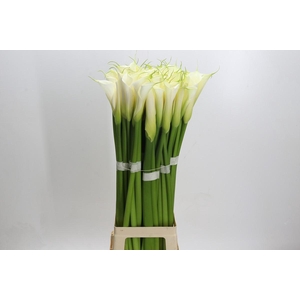 Zantedeschia Eydolls White