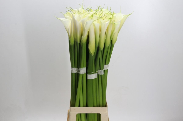 Zantedeschia Eydolls White