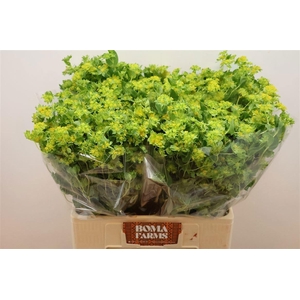 BUPLEURUM ROTUNDIFOL