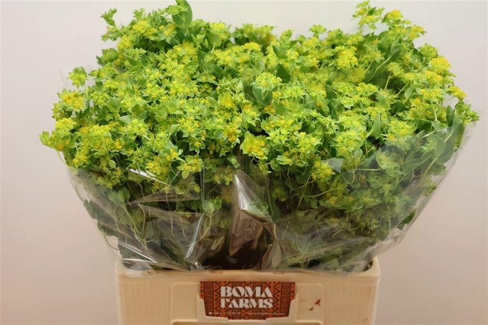 <h4>BUPLEURUM ROTUNDIFOL</h4>