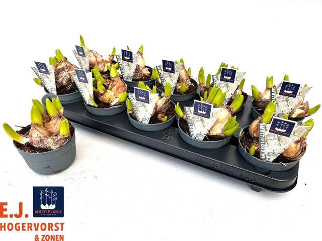 <h4>HYACIN MULTI WHITE P10.5</h4>