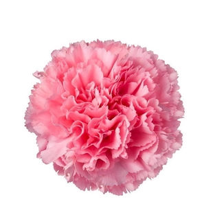 DIAN.ST. Pink La Union