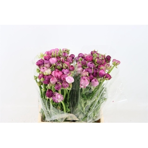 Ran Amandine Purple Jean