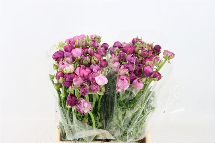 <h4>Ran Amandine Purple Jean</h4>