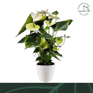 Anthurium (Andreanum Grp) Samora