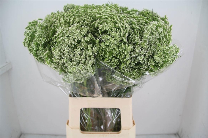 <h4>Ammi Visnaga</h4>