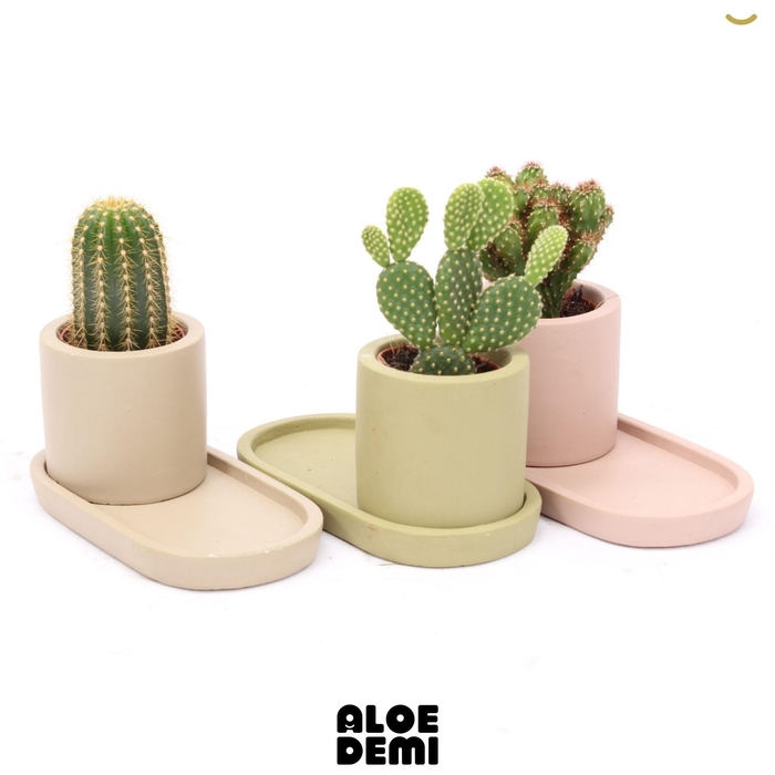 <h4>CACTUS GEM</h4>