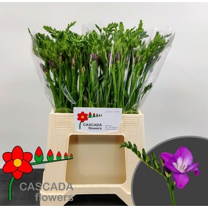 Freesia enk Costa