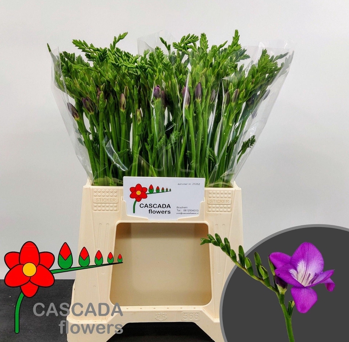 <h4>Freesia enk Costa</h4>
