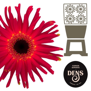Gerbera Pasta Soiree Diamond