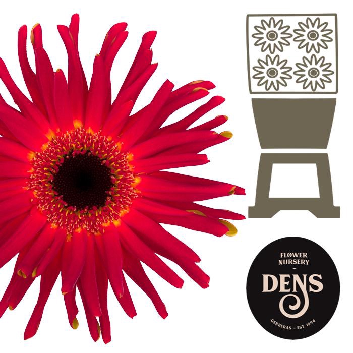 <h4>Gerbera Pasta Soiree Diamond</h4>