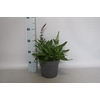 vaste planten 19 cm  Salvia nem. Mainacht