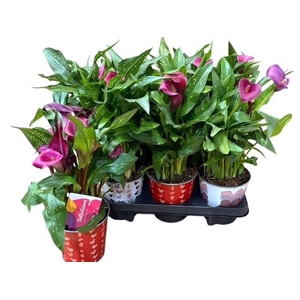 ARR ZANTEDESCHIA