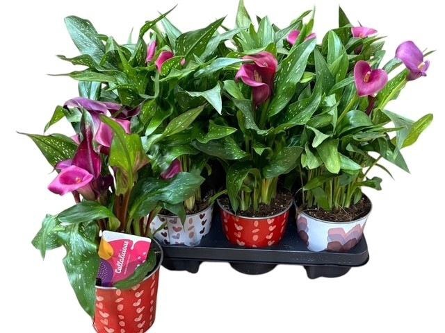 <h4>ARR ZANTEDESCHIA</h4>
