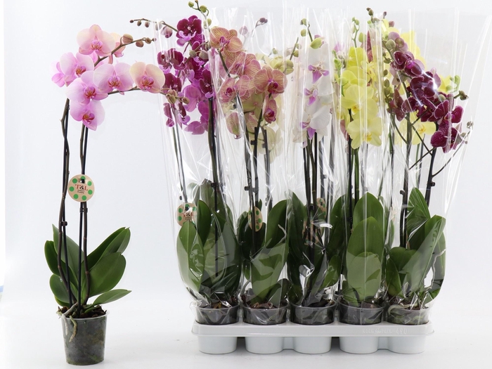 <h4>PHAL GEM 8 KL</h4>