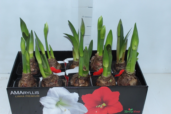 <h4>AMARYLLIS P14 MIN 2 HT</h4>