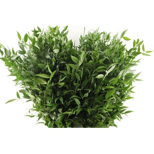 Ruscus Medium 200gr