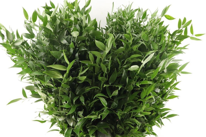 <h4>Ruscus Medium 200gr</h4>