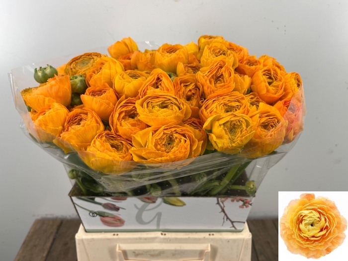 <h4>RAN SU SUNRISE</h4>