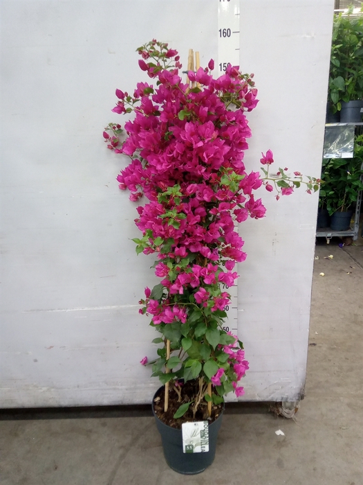 <h4>Bougainvillea  'Sanderiana'</h4>