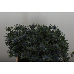 Eryn Aquarius Qstar 40cm