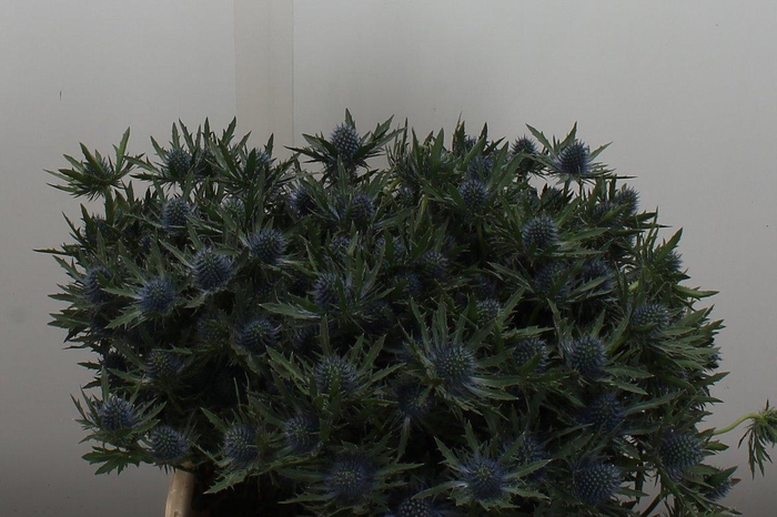 <h4>Eryn Aquarius Qstar 40cm</h4>