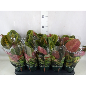 Maranta leuc. 'Fascinator'