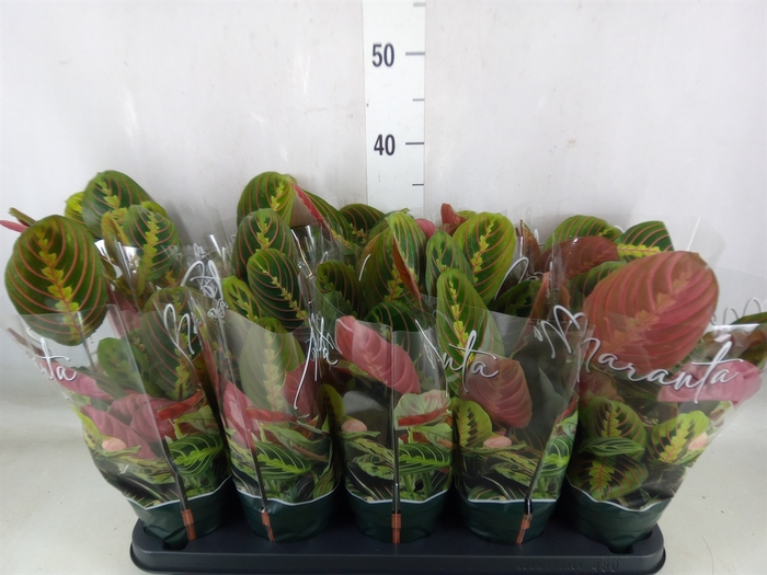 <h4>Maranta leuc. 'Fascinator'</h4>