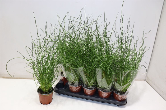 <h4>Juncus Ef Spiralis</h4>
