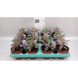 Kalanchoe NF tubiflora