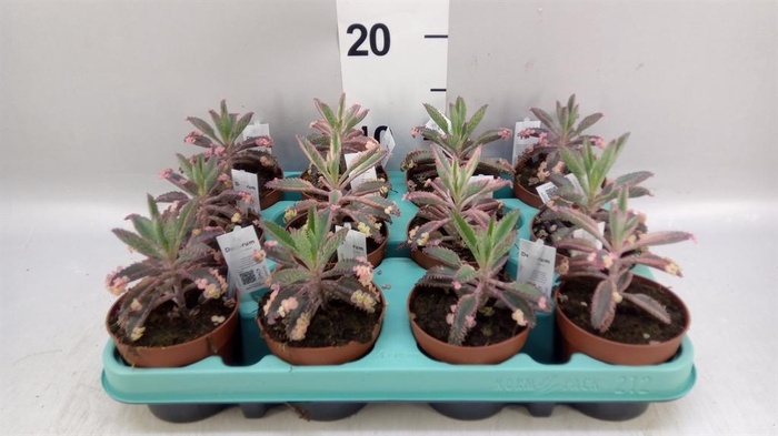 <h4>Kalanchoe NF tubiflora</h4>