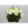 Dahlia Snow Cap