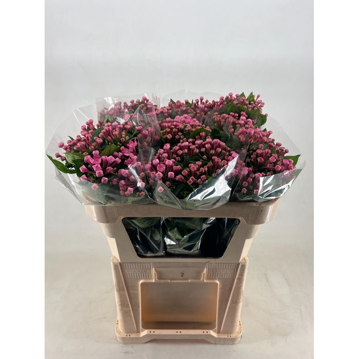 <h4>BOU EN SWEET LADY</h4>