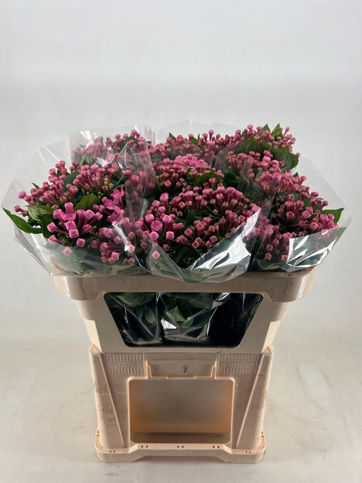 <h4>BOU EN SWEET LADY</h4>