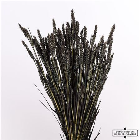 Dried Triticum Black Bunch