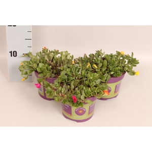 Happy Colours Portulaca Trixi Sindbad