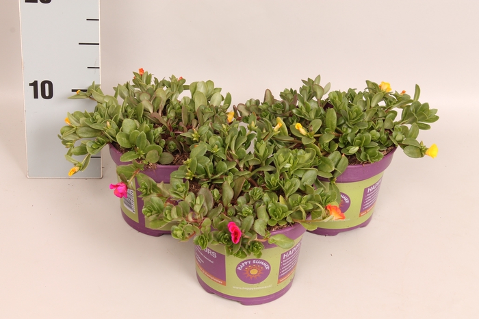 <h4>Happy Colours Portulaca Trixi Sindbad</h4>