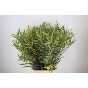 Mimosa Floribunda P Bunch