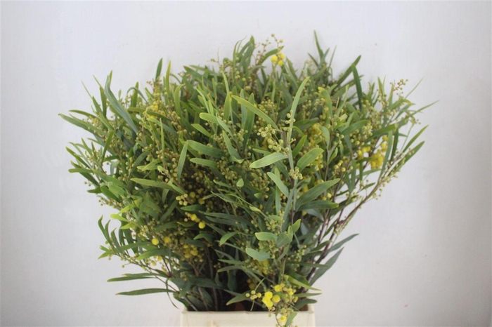 <h4>Mimosa Floribunda P Bunch</h4>