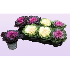BRASSICA (SIERKOOL)